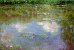 Waterlillies (The Clouds) waterlillies the clouds